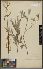 Foto von Salix alba L.
